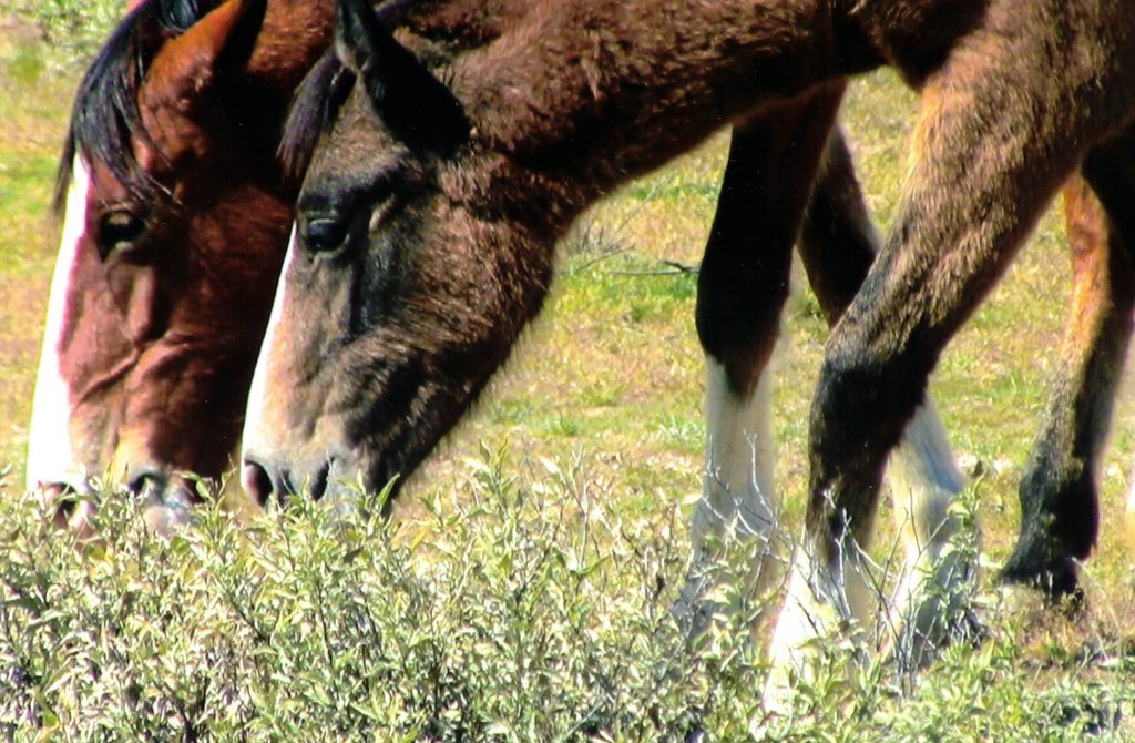 Lower Salt River, Arizona