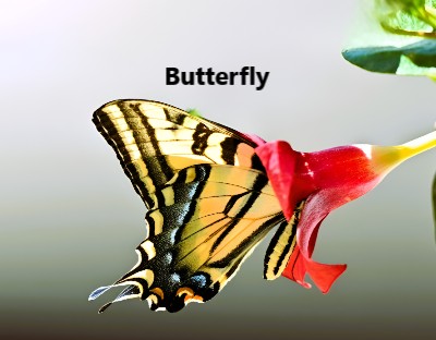 Butterfly