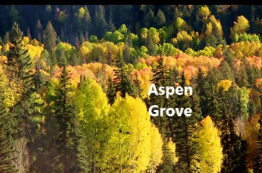 Aspen Grove