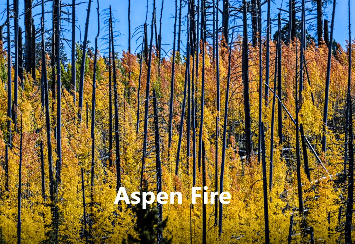 Aspen Grove