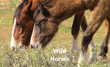 Wild Horses