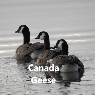 We 3 Geese