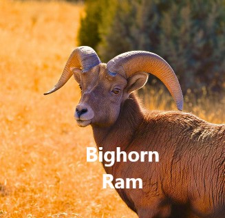 Bighorn Ram
