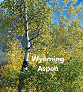 Wyoming Aspen
