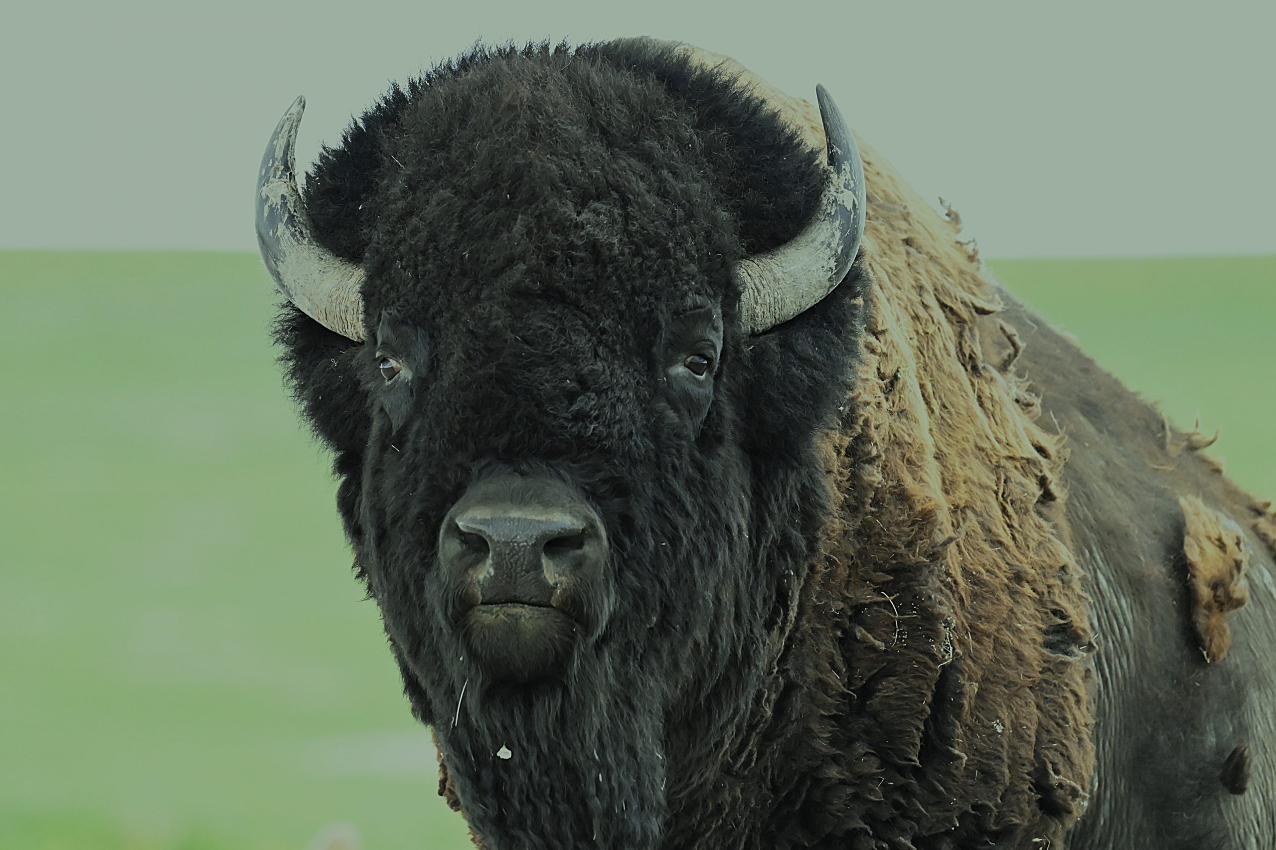 Bison Bull